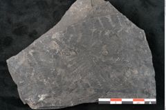 Foto (Detailansicht) von Neuropteris sp.  (NHMW-GEO-2024-0188-10690)